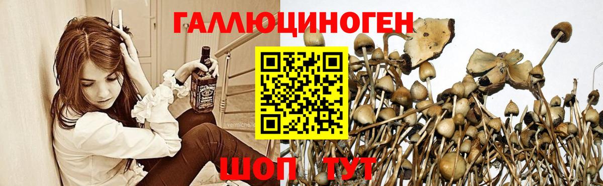 как найти закладки  Вход с VPN  Алушта  Галлюциногенные грибы Psilocybe 